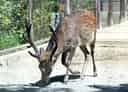 キュウシュウジカの写真 5